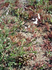 silene gallica
